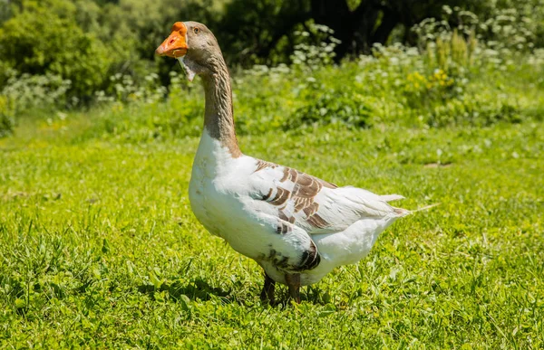 Beyaz-kahverengi kaz çim