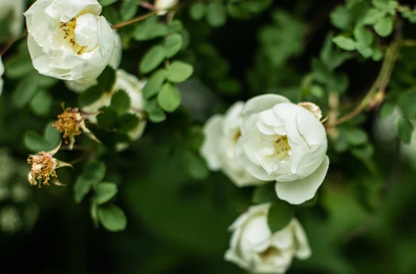 Fehér wild rose virág — Stock Fotó