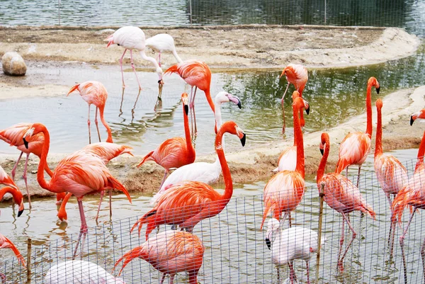 Flamingos cor-de-rosa perto da lagoa no zoológico — Fotografia de Stock