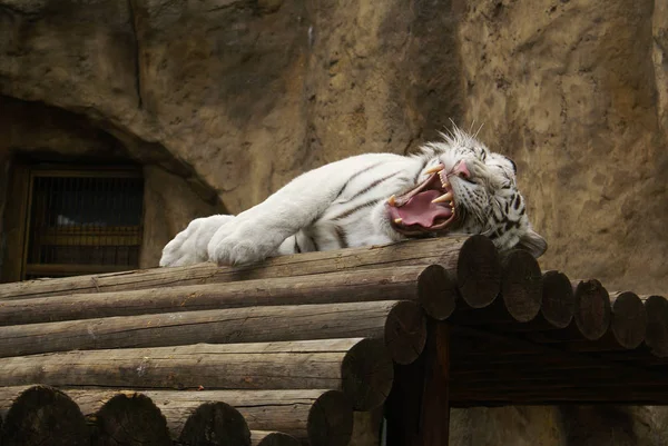 White tiger yawning tongue — Stock Photo, Image