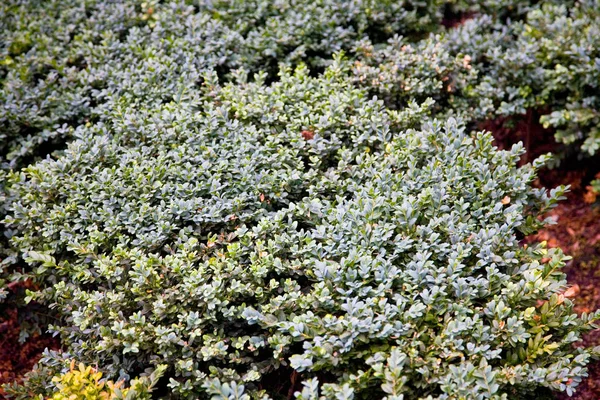 Arbuste vert à faible croissance — Photo