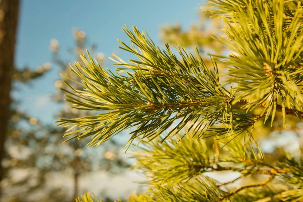 Pine κλαδιά ενάντια στον ουρανό που φωτίζεται από τον ήλιο — Φωτογραφία Αρχείου