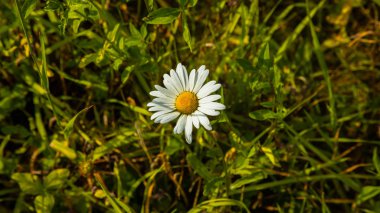 Papatya güneşin yaktı çim