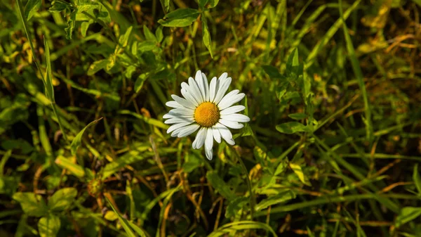 Papatya güneşin yaktı çim
