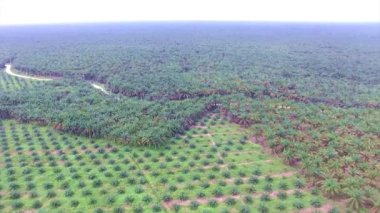 Palm Oil Plantasyonunun Üst Görünümü - Hava - Uzaklaşıyor