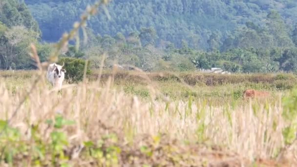 Kuh Frisst Nahrung Auf Den Feldern Brasiliens — Stockvideo