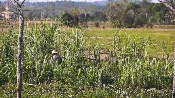 Agricoltore Brasiliano Che Lavora Campo Verde — Video Stock