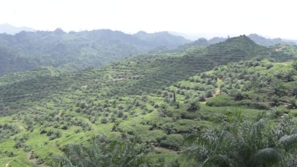 Plantación Aceite Palma Recién Crecido Valle Pan Izquierda Derecha — Vídeo de stock