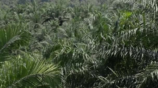 Liście Oleju Palmowego Poruszające Się Wiatrem — Wideo stockowe