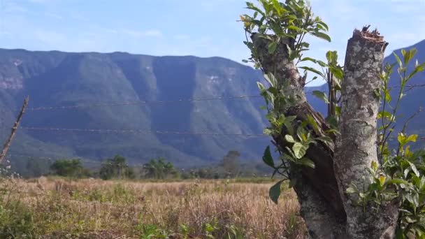 Jumătate Copac Tăiat Lângă Gard Sârmă Fața Canioanelor Verzi — Videoclip de stoc