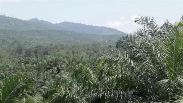 Plantation Huile Palme Sur Les Montagnes Fermer — Video