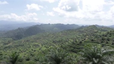 Vadide yeni yetişen palmiye yağı tarlası - Pan - Sağdan Sola