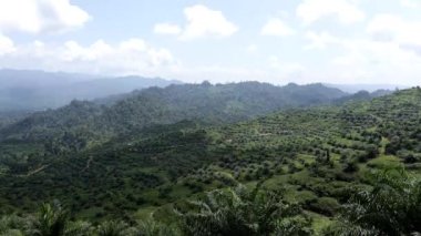 Kuala Lumpur - Malezya - Sabah: Bulutlu Gölgeler Altında Palmiye Petrol Çiftliği Vadisi Geniş Çekimi