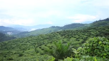 Valeey 'deki Palmiye Yağı Çiftliği Sağdan Sola