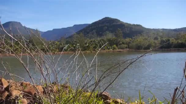 Grama Plantas Lado Lago Mão Held — Vídeo de Stock