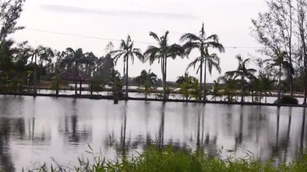 Palmy Pohybující Větrem Obklopují Jezera — Stock video