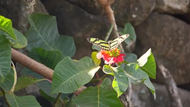 Mariposas Diferentes Colores Compartiendo Una Flor Roja — Vídeo de stock