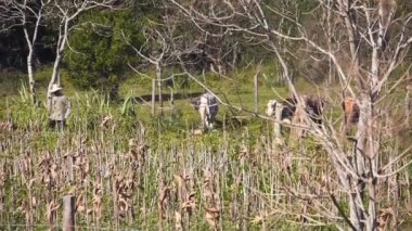 Brezilyalı Çiftçi İneklerle Bir Tarlada Yürüyor