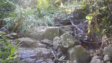 Ormandaki Kayalıklardan Akan Su