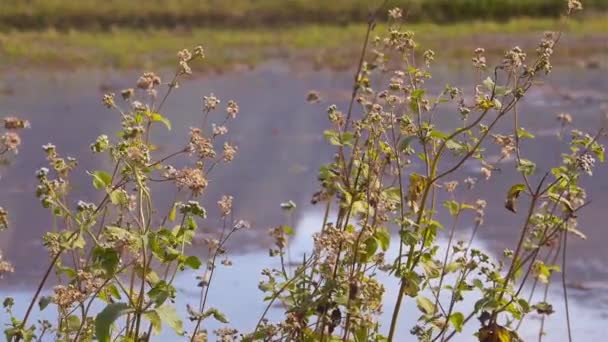 Pflanzen Neben Einem Teich Aus Wasser Der Sich Mit Wind — Stockvideo