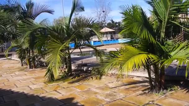 Pequenos Coqueiros Lado Piscina Movendo Para Lado — Vídeo de Stock