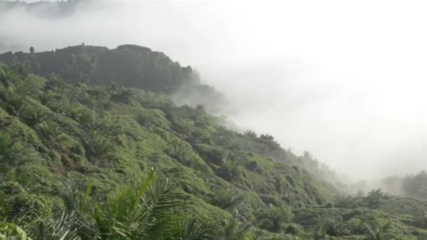 Plantation Huile Palme Dans Une Vallée Avec Brume Pan Gauche — Video