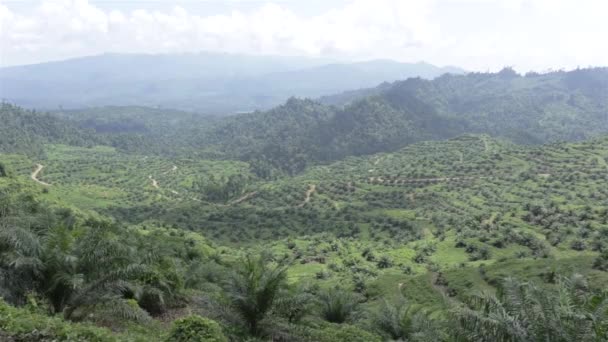 Nori Umbre Peste Vale Plantare Ulei Palmier — Videoclip de stoc