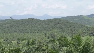 Palmiye Yağı Çiftliği Dağların Üzerinde - Pan - Sağdan Sola 2