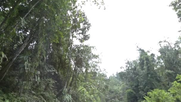 River Forest Tilt Top Bottom — Videoclip de stoc