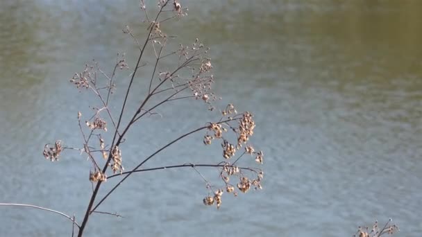 Μικρό Φυτό Στο Lakeside Νερό Στο Πίσω Μέρος Κοντινό Πλάνο — Αρχείο Βίντεο