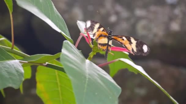 Μισός Φτερωτός Πεταλούδα Κάθεται Ένα Δέντρο — Αρχείο Βίντεο