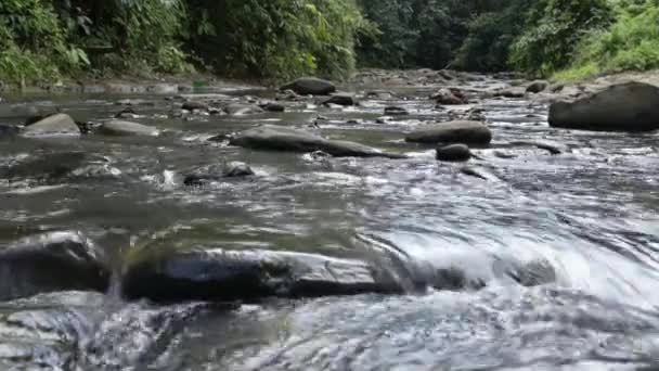 Flod Skog Med Klippor Närbild — Stockvideo