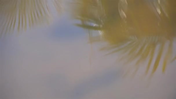 茶色の水にココナッツの木の葉のリレクション — ストック動画