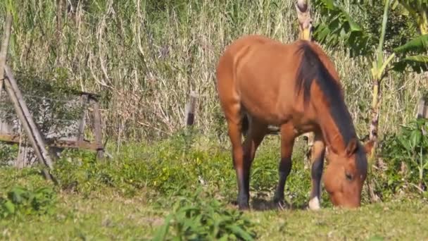 Caballo Marrón Comiendo Campo Verde Cerca — Vídeos de Stock