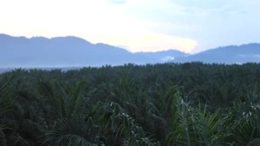 Kuala Lumpur - Malezya - Sabah: Palm Petrol Tarlası