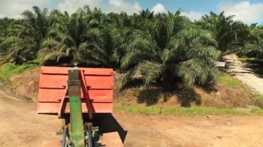 Palmiye Yağı Taşıyan Kamyon Meyve Konteynırı - Arka Açı