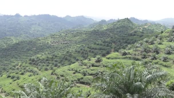 Plantation Huile Palme Nouvellement Cultivée Dans Vallée Pan Droite Gauche — Video