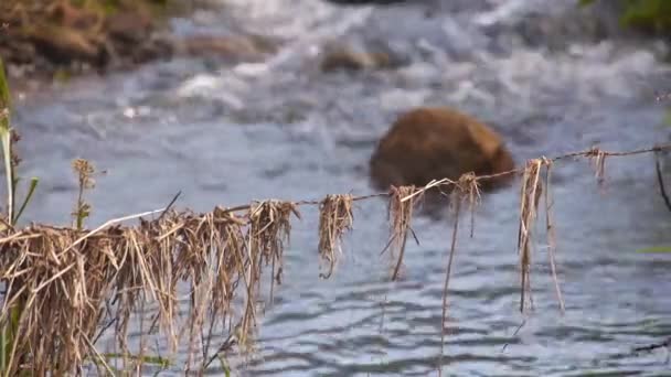 Σύρμα Barb Ξερά Φύλλα Μπροστά Από Ένα Ποτάμι Κοντινό Πλάνο — Αρχείο Βίντεο