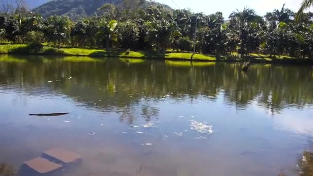 Piccolo Lago Con Alberi Cocco Intorno Esso Inclinazione Con Flickrs — Video Stock