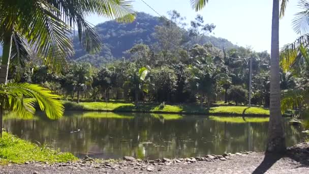 Beau Lac Vert Dans Une Jungle Avec Des Cocotiers — Video