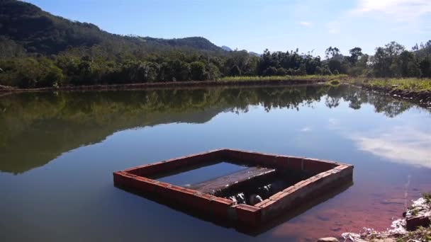 Système Filtration Des Lacs Naturels Pour Les Poissons Eau Propre — Video