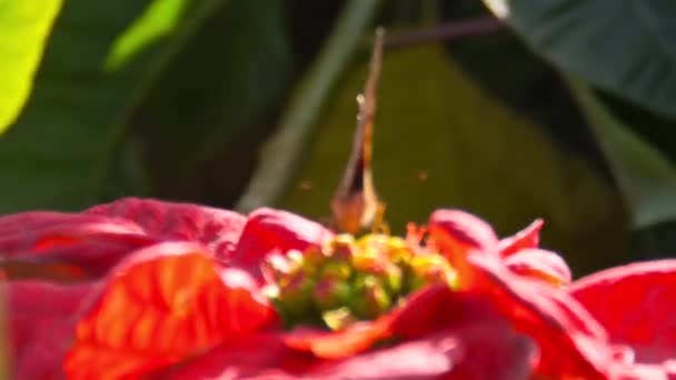 Καφέ Πεταλούδα Κάθεται Ένα Τεράστιο Κόκκινο Λουλούδι Πλευρά Γωνία Close — Αρχείο Βίντεο