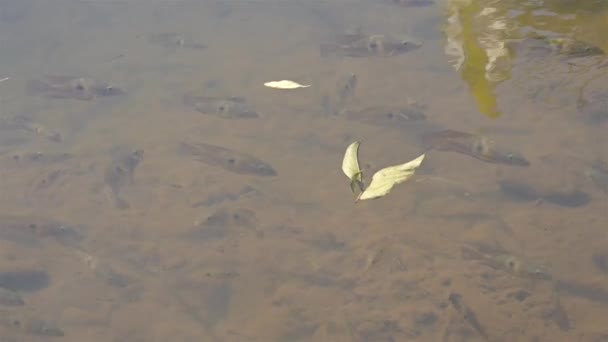 Μικρά Λευκά Ψάρια Που Κολυμπούν Μια Λίμνη Κοντινό Πλάνο — Αρχείο Βίντεο