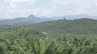 Dağların Üzerindeki Palmiye Yağı Çiftliği Soldan Sağa