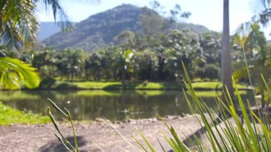 Praia Grande 'deki Doğanın Güzelliği - Brezilya