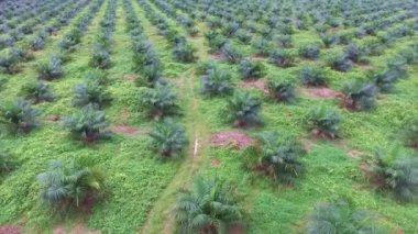 Büyük bir palmiye yağı tarlasının üzerinde uçmak - hava - geriye doğru hareket etmek