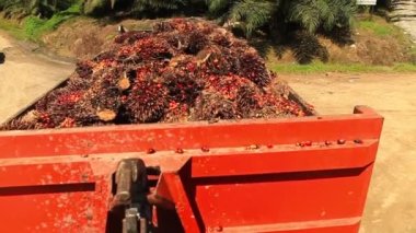 Palmiye yağı dolu kamyon hareket ediyor.