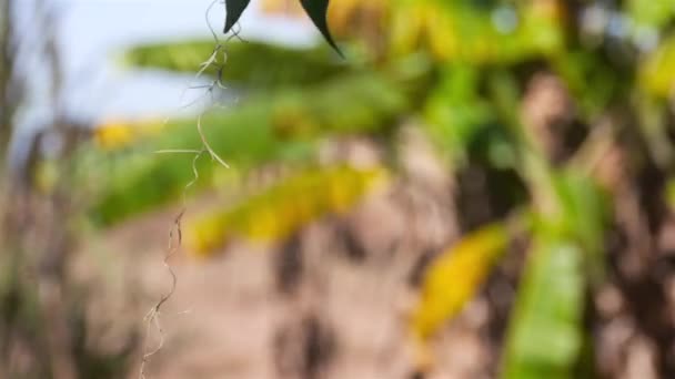 Bananträdet Lämnar Flytta Med Vinden — Stockvideo