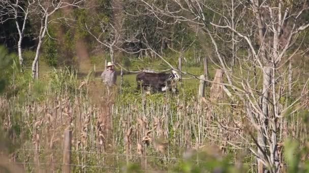 Βραζιλιάνος Αγρότης Στέκεται Στο Πεδίο Αγελάδες — Αρχείο Βίντεο