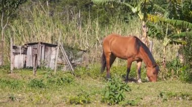 Kahverengi At Yeşil Tarlada Yiyor